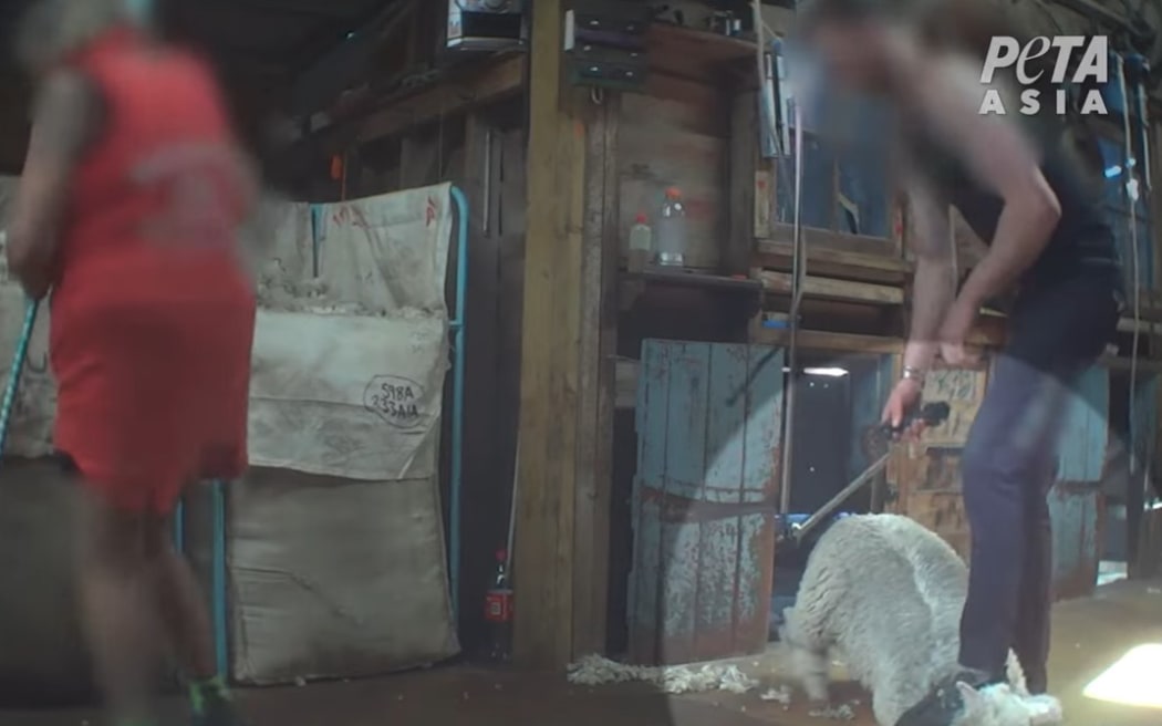 PETA says video footage captured on New Zealand farms exposes the cruelty involved in sheep shearing. Photo: Supplied/PETA Asia