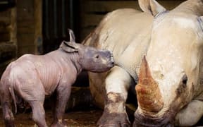 Southern white rhino born at Hamilton Zoo in late June 2016.