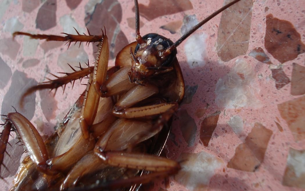 Cockroach