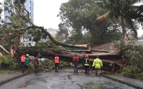 Cyclone Harold fells a giant tree