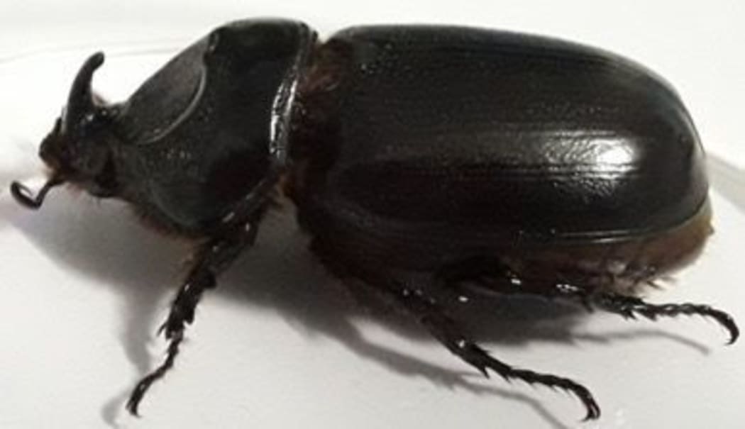 Coconut Rhinoceros Beetle.