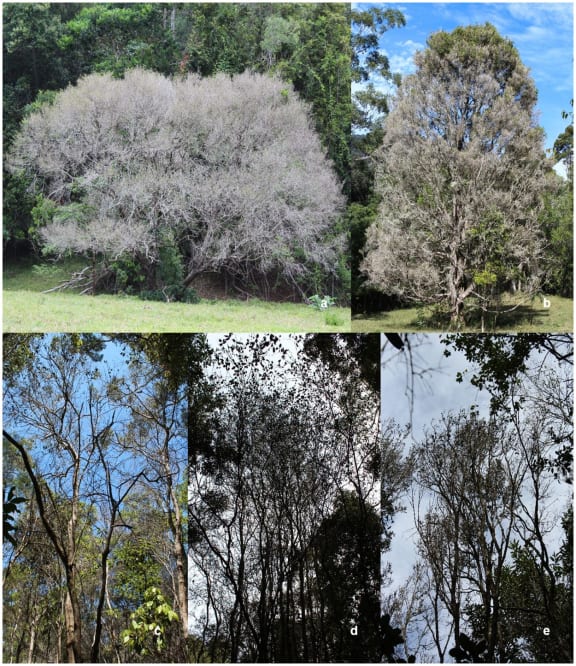 Tree dieback and increased canopy transparency as a result of repeated infection by myrtle rust on five different Australian species of myrtle.