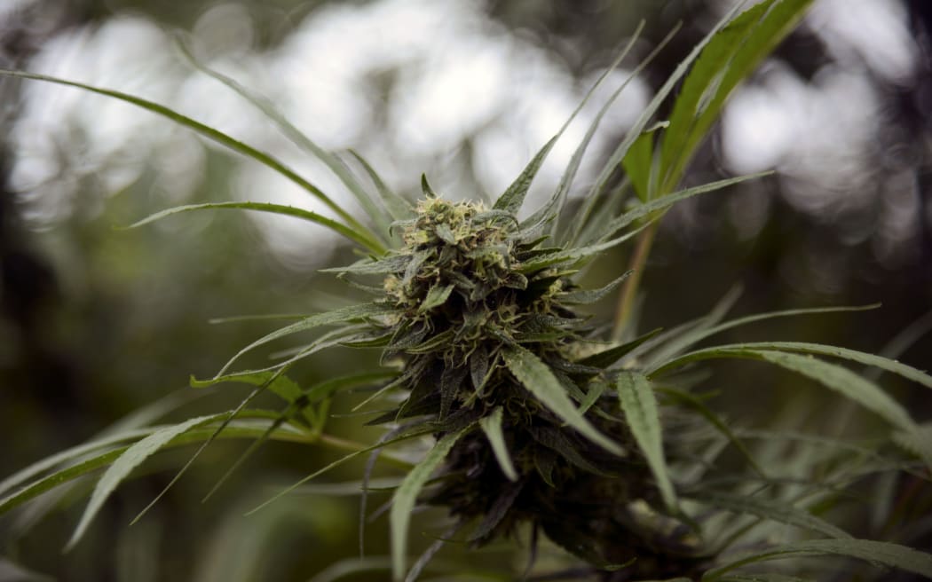 A cannabis plant that will be used for medicinal purposes.