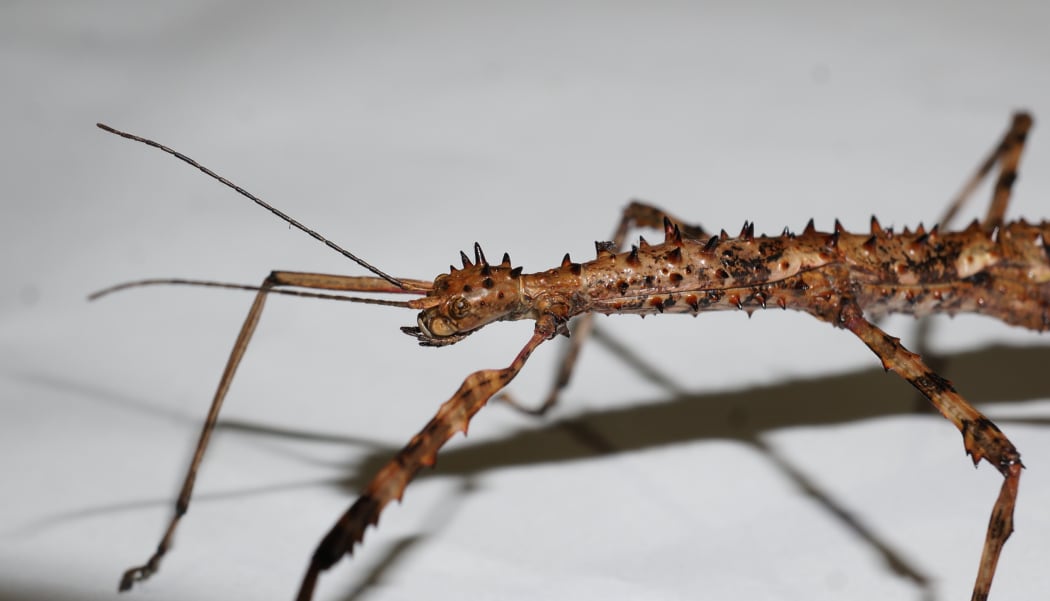 A brown female Acanthoxyla stick insect.