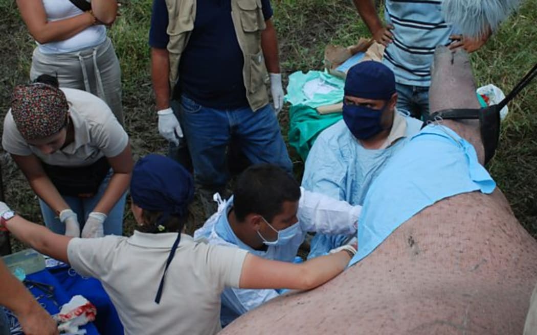 Vets castrating one of Escobar's abandoned hippopotamus