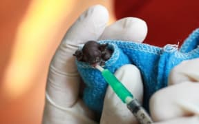 Feeding a Lesser Short Tailed Bat Pup (Auckland Zoo)