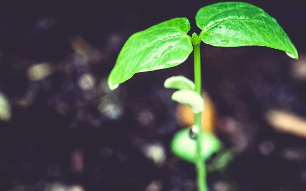 A small bean plant growing with bokeh background