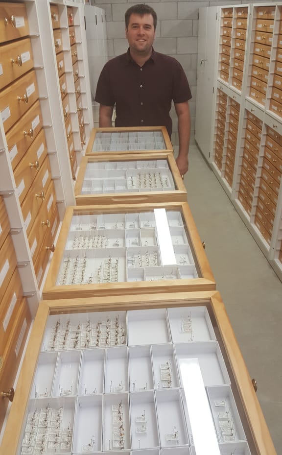Tom Saunders with some of the many parasitioid wasps housed in the New Zealand Arthropod Collection.