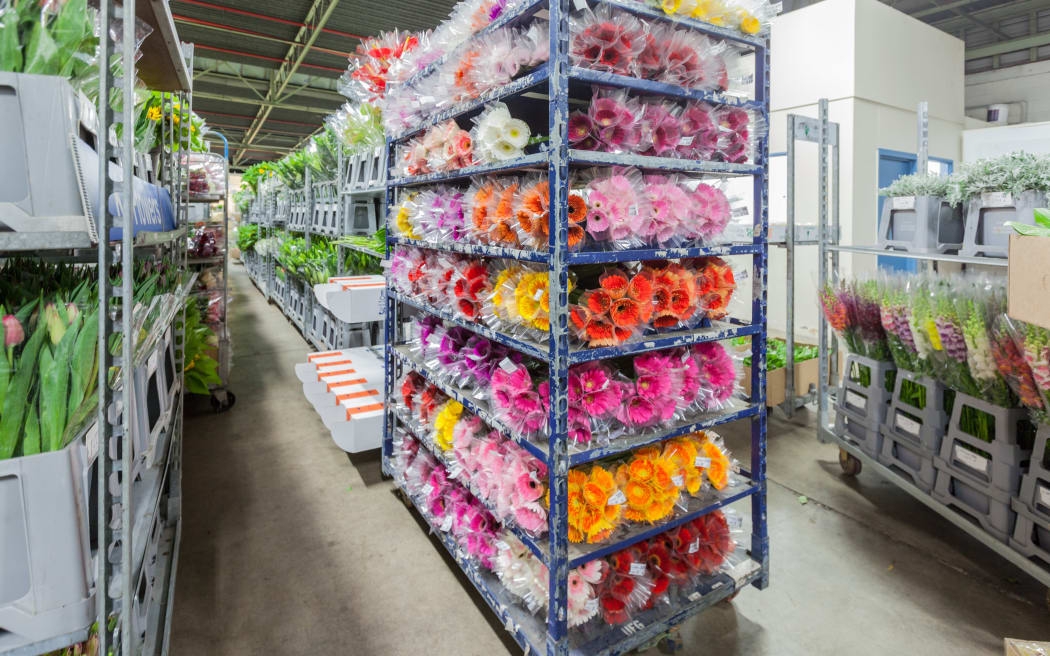 About 40% of New Zealand grown flowers get sold in UFG auction houses three days a week.