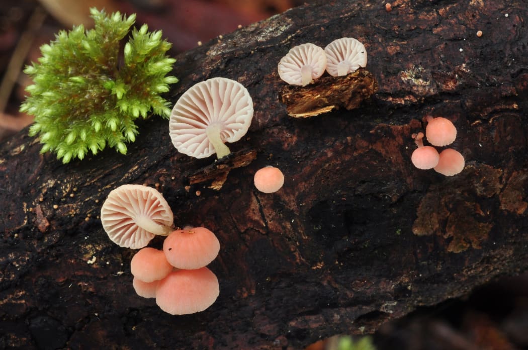 Mycena roseoflava