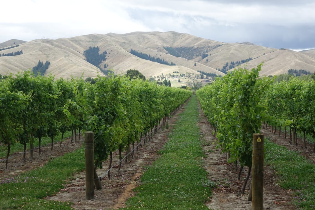 Blenheim vineyard.
