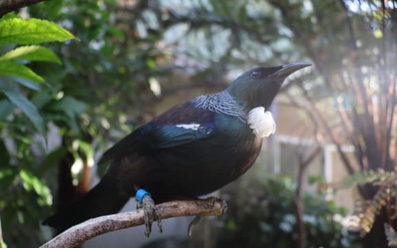 Pleakley the tūī.
