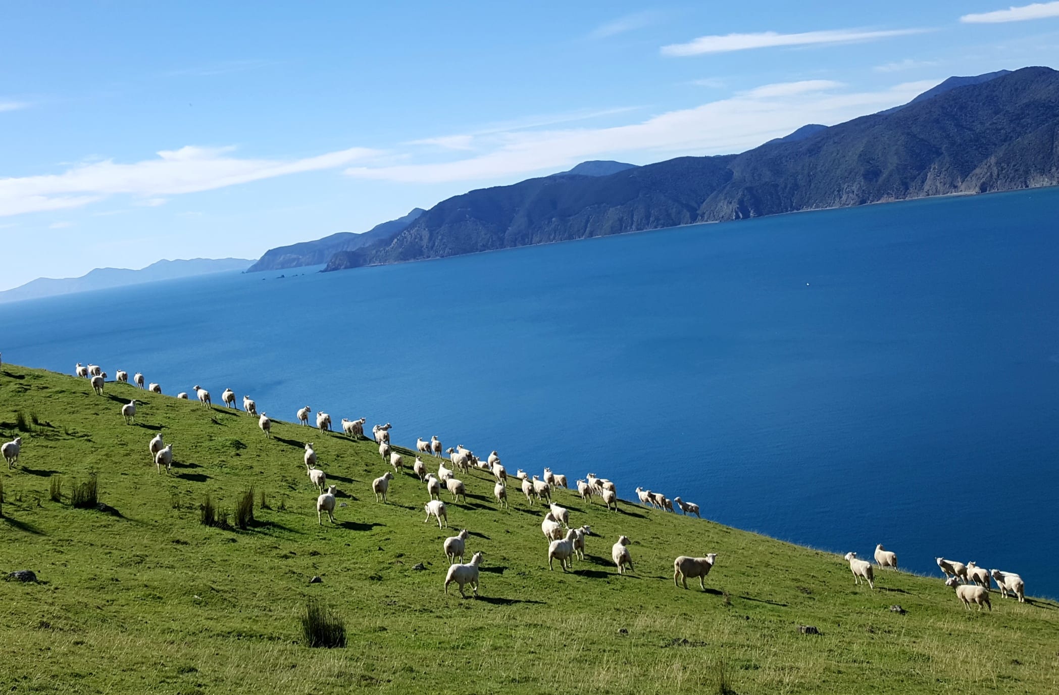 Marlborough Sounds Sheep Farm