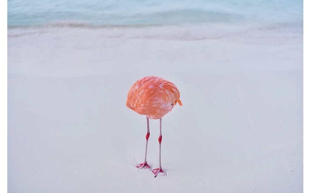 A photo of a flamingo standing on a white beach. Its head is tucked behind itself in such a way that it looks headless.
