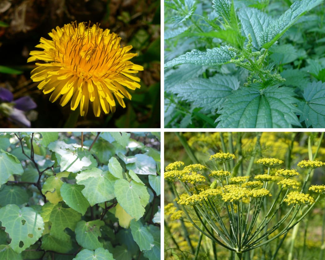 A composite image of dandelion, nettle, kawakawa and fennel.