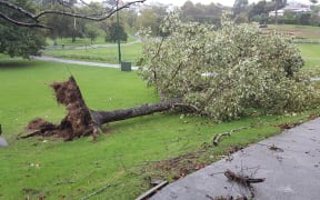 A downed tree in Grey Lynn Park, Auckland.