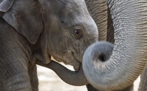 A three week old calf in herd of Asian elephants / Asiatic elephant (Elephas maximus).