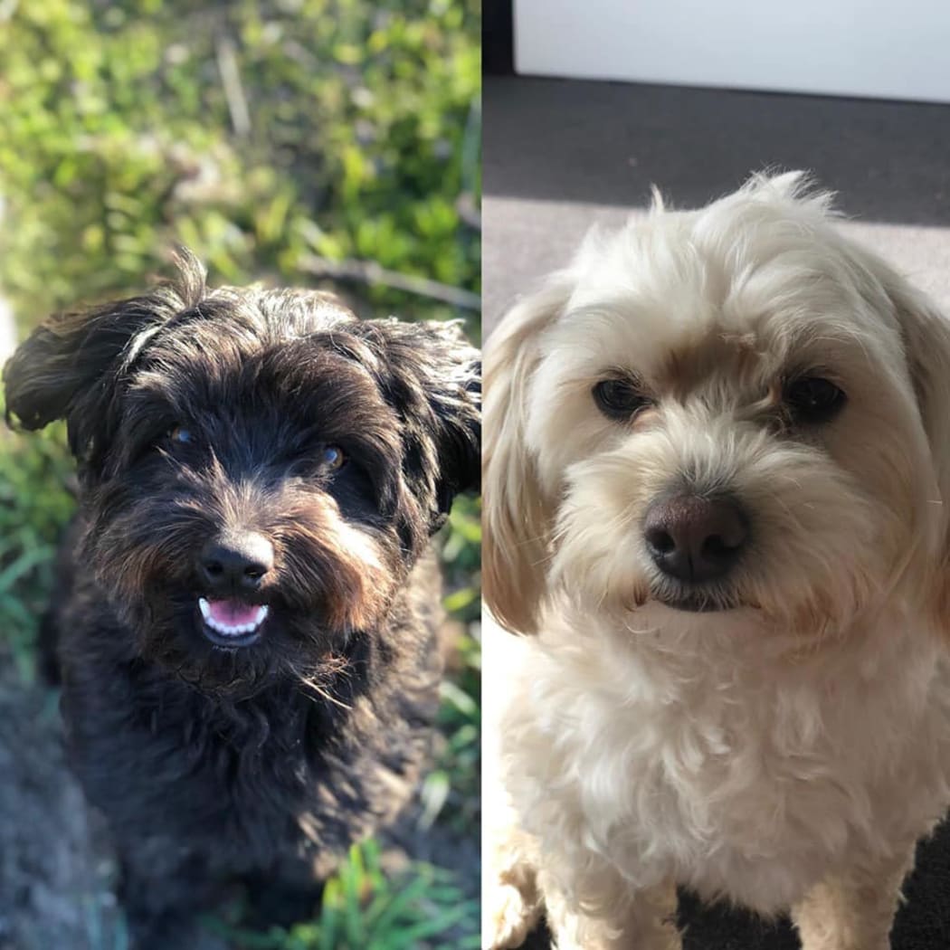 Clyde (left) and Bonno were found poisoned in Cust.