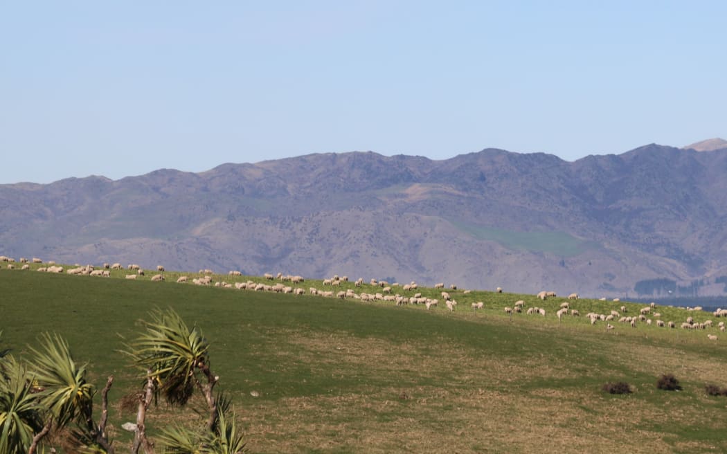 Kiaora Downs - hoggets on a hill