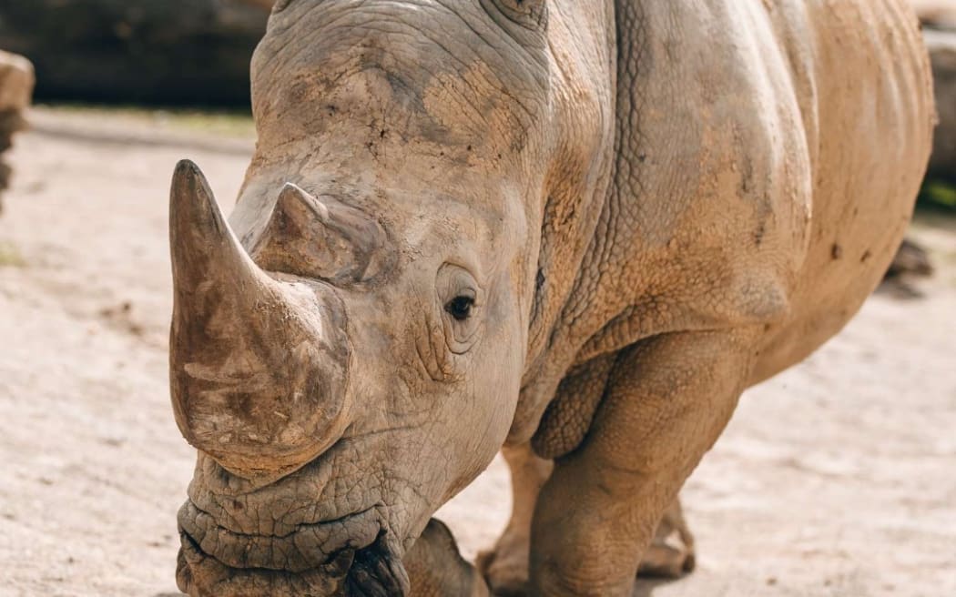 Auckland Zoo has euthanised its elderly rhino Zambezi.