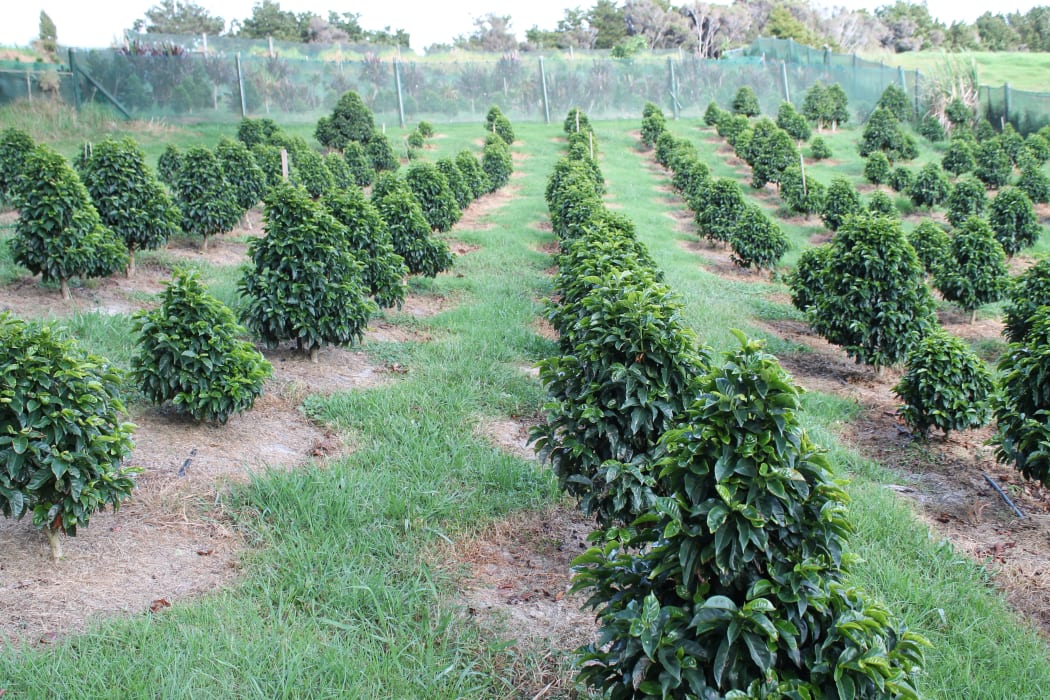Coffee trees