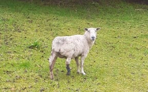 The sheep had to be euthanised because its wound was so badly infected.