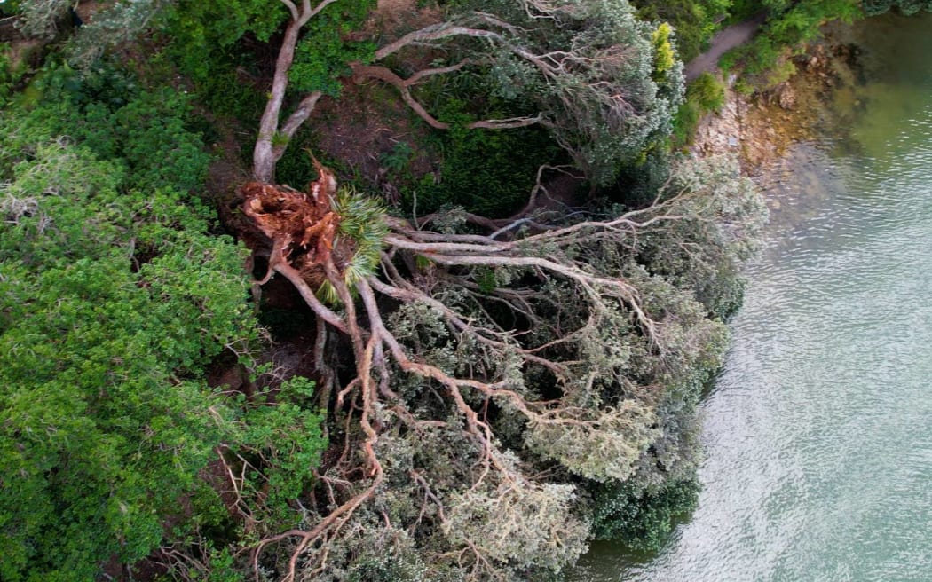 Aerial view of the toppled pōhutukawa at Ōpua