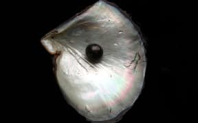A black pearl and its shell.
