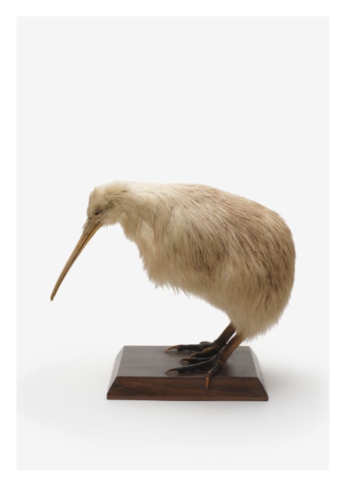 Te Kiwi Kōrako – Apertyx mantelli.