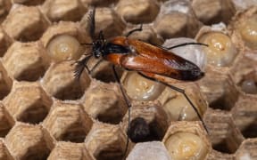 Metoecus paradoxus or wasp nest beetle