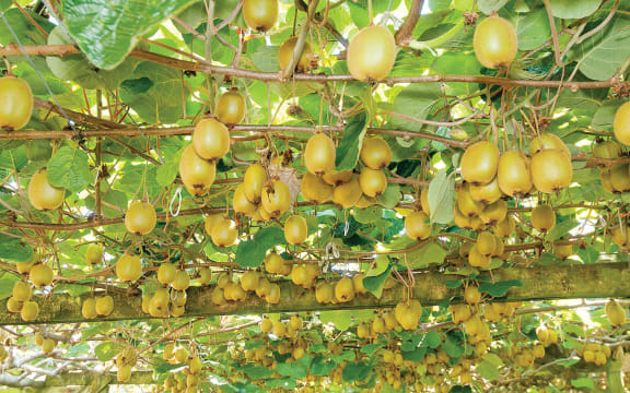 Gisborne was the first region to adjust land valuation methods to include the value of the gold kiwifruit growing licence, known as the G3 licence, on the rateable value of the property.