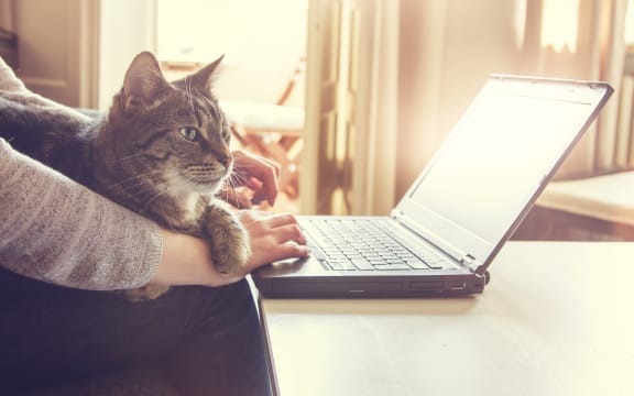 Remote working from home with laptop, and pet cat.