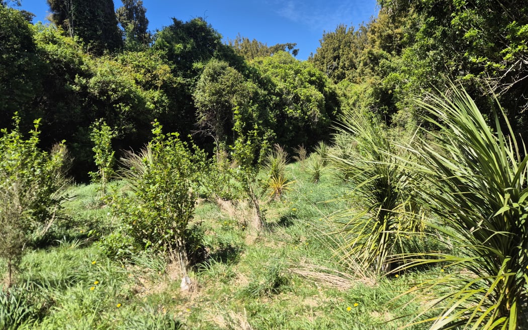 For every experience booked, the family will plant a native tree over Matariki weekend.