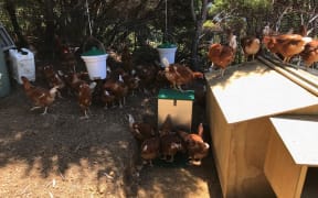 Some of the 200 chickens sent to Great Barrier Island to decimate a population of intrusive Australian skinks.