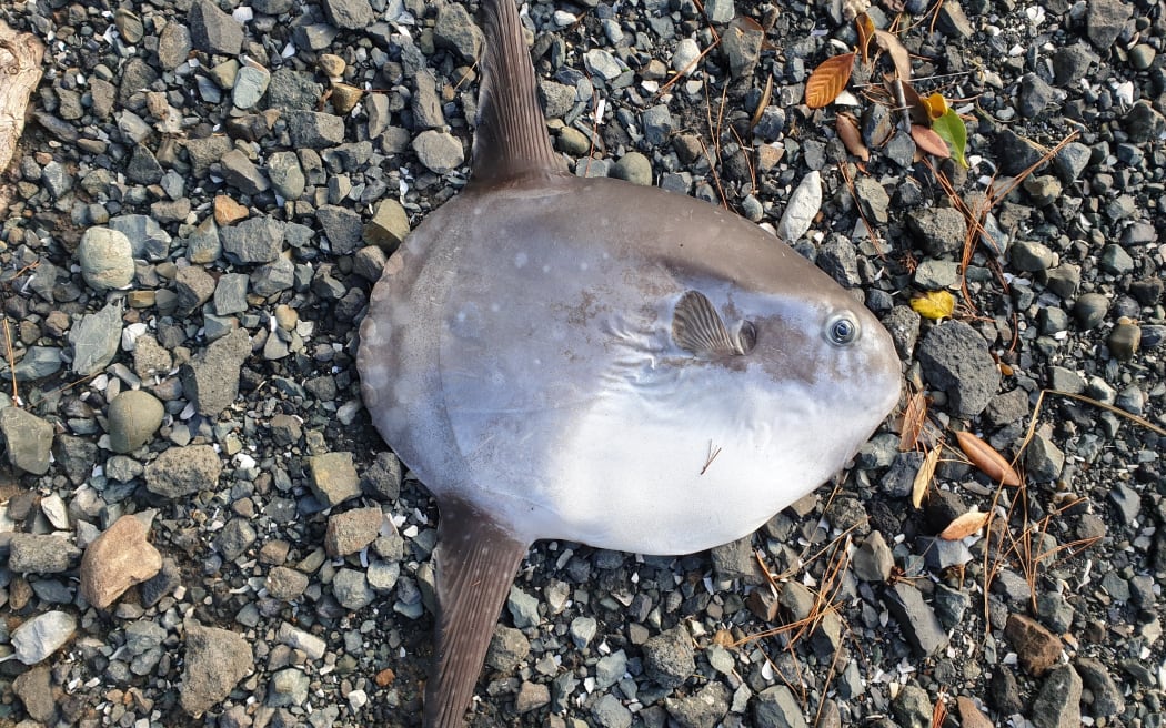 A sunfish, about the size of a steering wheel, lying on gravel.