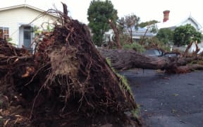 An uprooted gum tree in Herne Bay, Auckland.