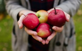 A person holds four shiny red and green apples in their cupped hands. They are wearing a grey cardigan and black t-shirt.
