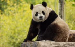 This May 16, 2024 handout photo obtained on May 29, 2024 courtesy of Smithsonian’s National Zoo and Conservation Biology Institute shows two-year-old giant panda Bao Li in his habitat at Shenshuping Base in Wolong, China. - Beijing is set to return giant pandas to the National Zoo in US capital Washington by the end of the year, First Lady Jill Biden and officials announced on May 29, 2024. China will send a new pair called Bao Li and Qing Bao under a 10-year breeding and research agreement, the zoo said in a statement, hailing a "historic moment" that demonstrated the benefits of its partnership with Beijing. (Photo by Roshan PATEL / Smithsonian's National Zoo and Conservation Biology Institute / AFP) / RESTRICTED TO EDITORIAL USE - MANDATORY CREDIT "AFP PHOTO / ROSHAN PATEL, SMITHSONIAN'S NATIONAL ZOO AND CONSERVATION BIOLOGY INSTITUTE" - NO MARKETING NO ADVERTISING CAMPAIGNS - DISTRIBUTED AS A SERVICE TO CLIENTS