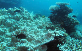 Coral bleaching off the coast of Palawan, Philippines, in 2016