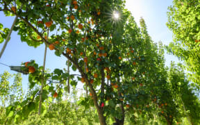 Apricot trees in new new two-dimensional structure.