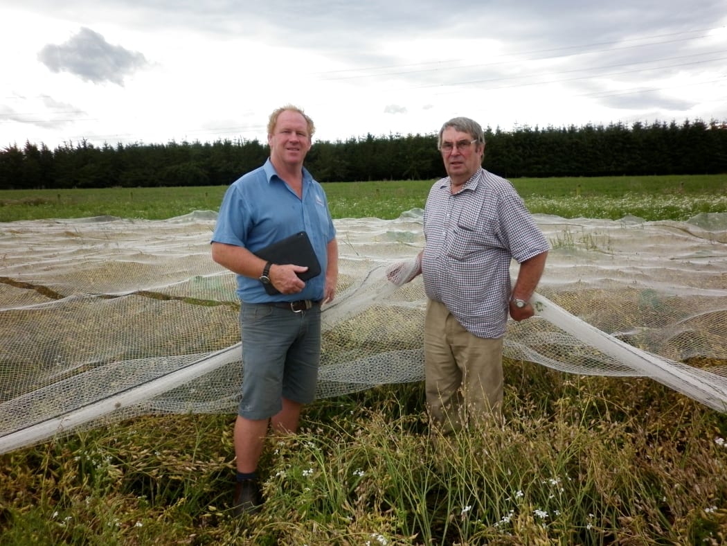 Jon Hanrahan and Gerald Pemberton in a field of Japanese radish.