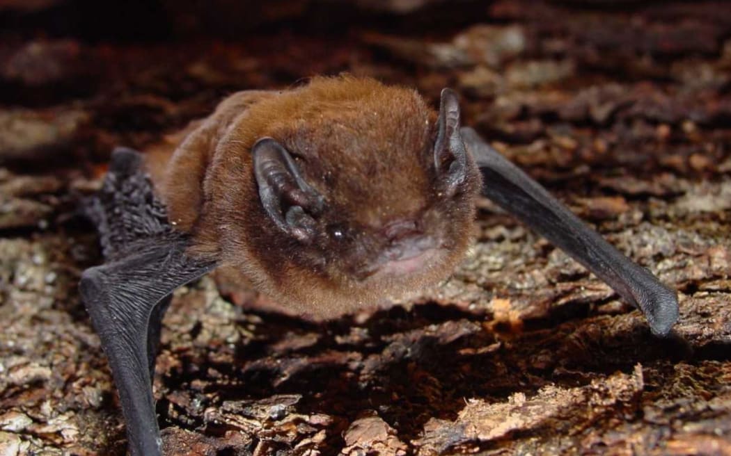 A long-tail bat, or pekapeka.