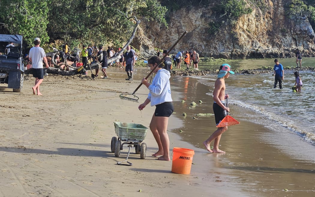 Volunteers clean up hundreds of tonnes of invasive seaweed.