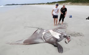 A Manta Ray that washed up on Rawara Beach in the Far North.