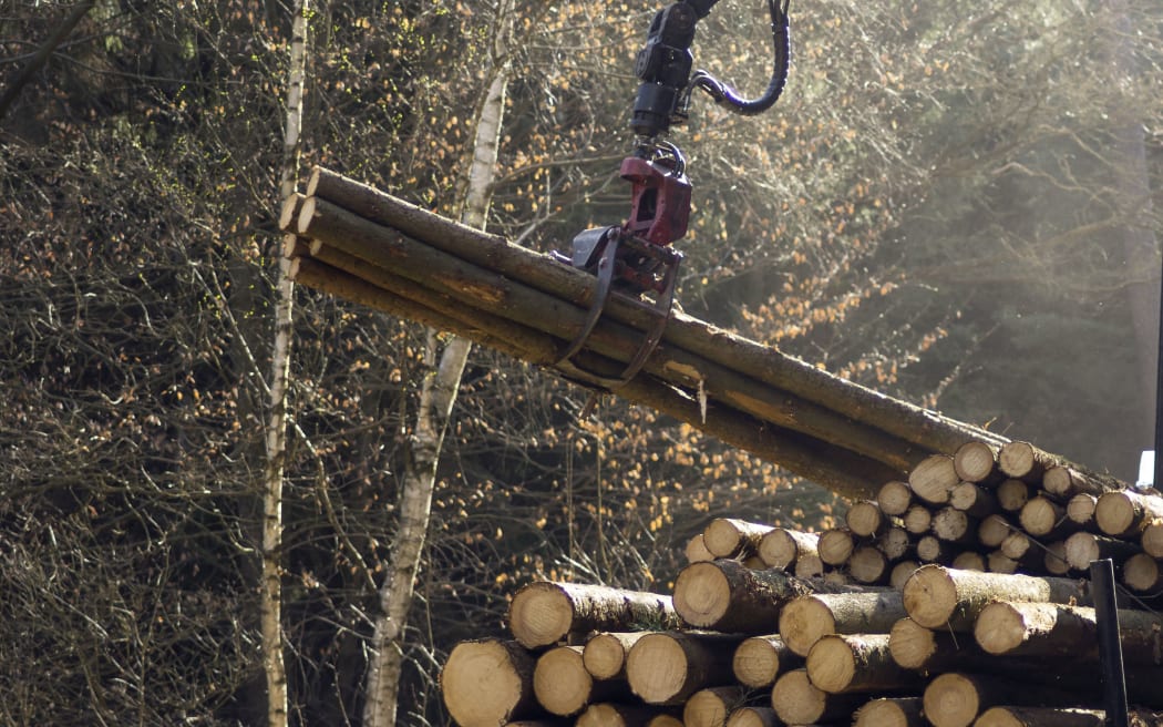 loading harvested timber in the forest.

THIS IS NOT THE TYPE OF TREE LOGGED IN NEW ZEALAND. DON'T USE FOR NZ LOGGING STORIES