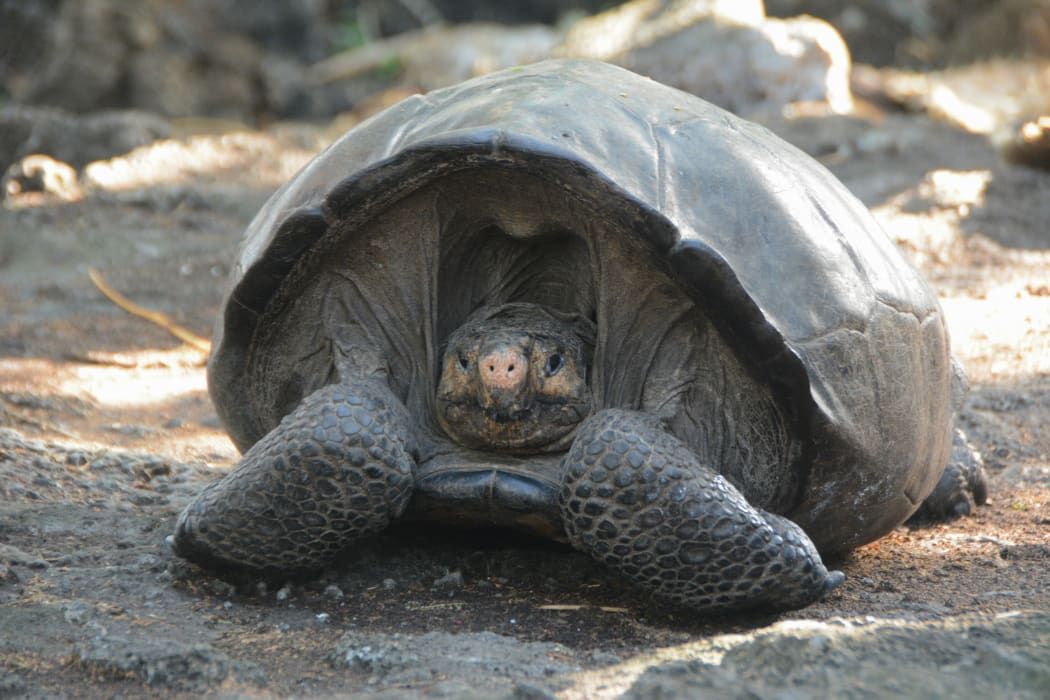 This photo release by the Galapagos National Park, shows a Chelonoidis phantasticus tortoise at the Galapagos National Park in Santa Cruz Island, Galapagos Islands, Ecuador, Wednesday, Feb. 20, 2019.