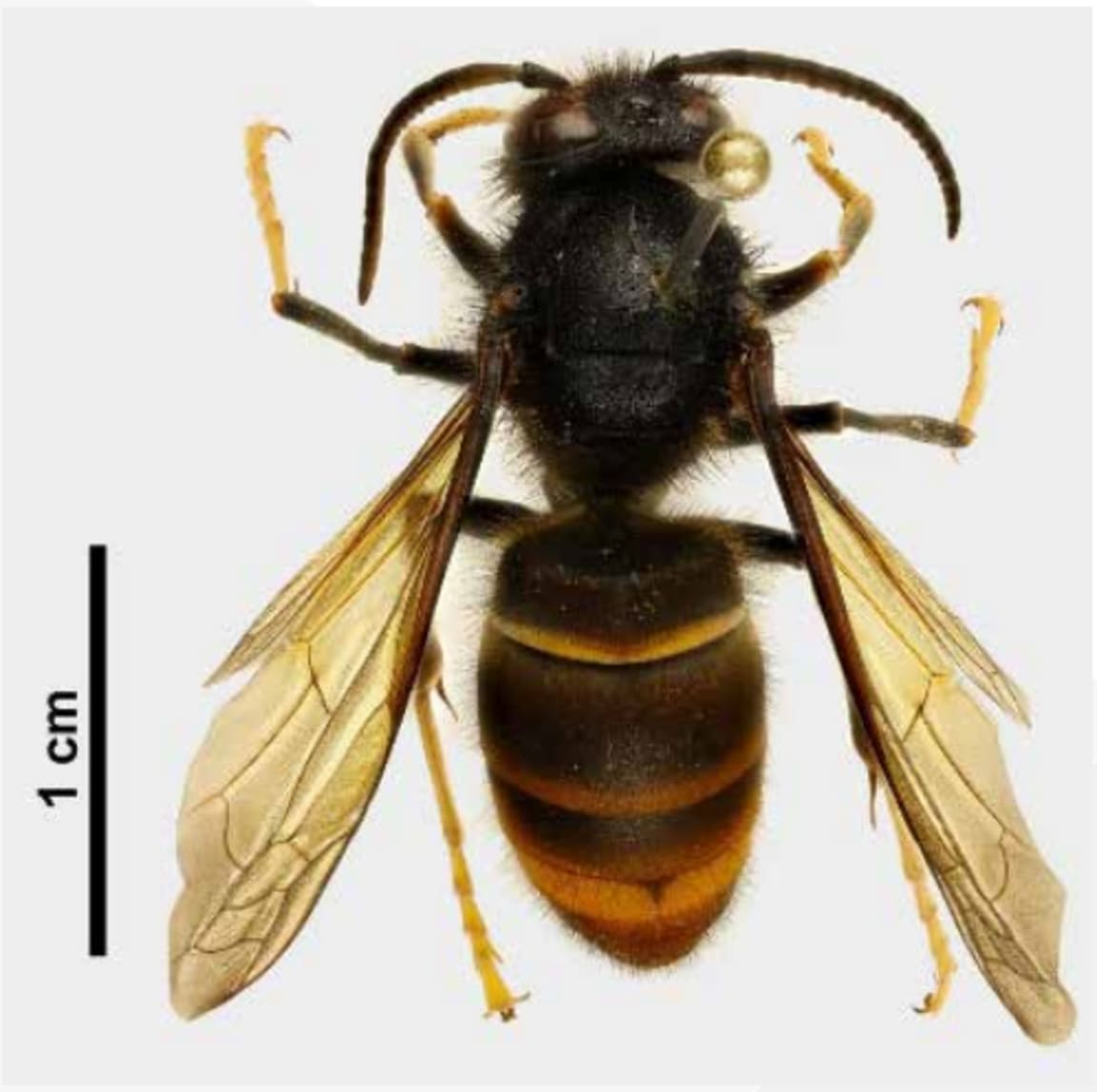 Yellow-legged hornets (Vespa velutina) have recently been sighted in the Auckland region. MPI have put out advisories after a queen was found on 17 October 2025.