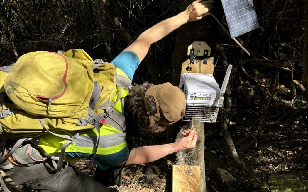 A man wearing a cap, hi-vis vest and yellow backpack bends down to use a stick to poke at the base of a contraption with an antenna affixed to a tree trunk. There is a plank of wood acting as a ramp to the base of the trap, and a solar panel affixed to the trunk on the right of the trap.