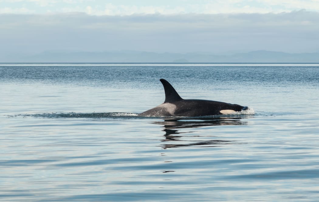 orca / killer whale