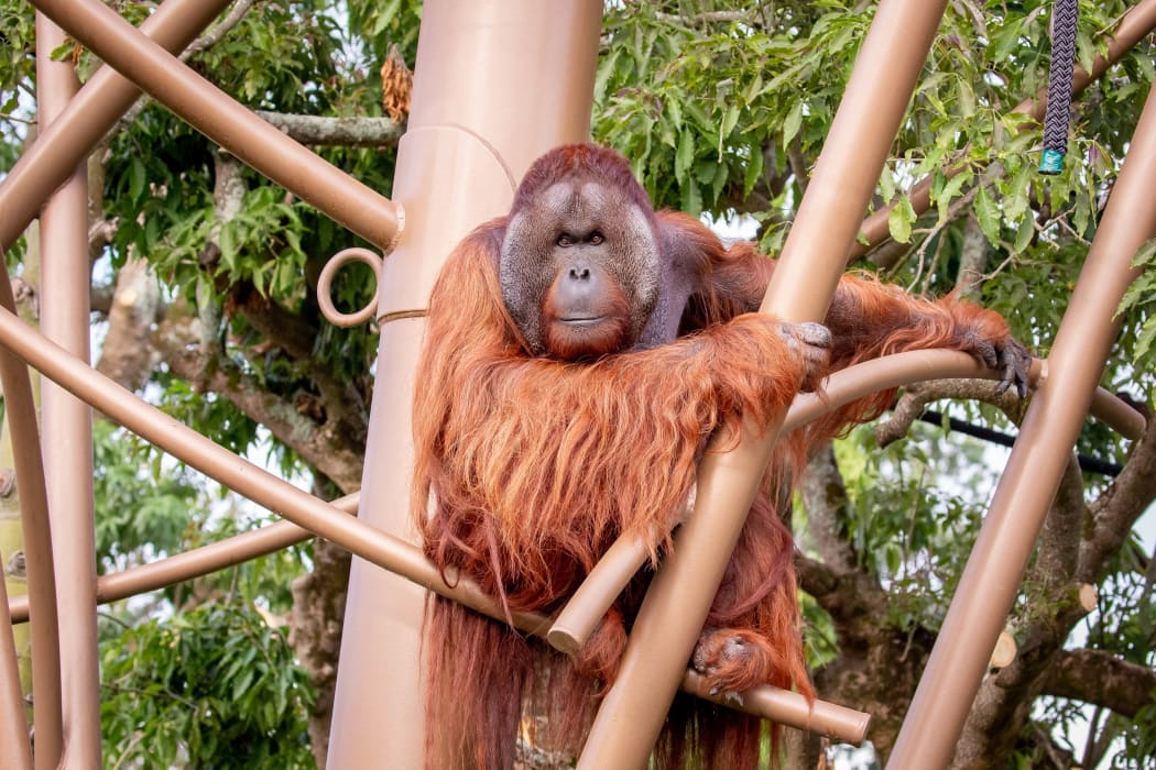 An orangutan at Auckland Zoo's new immersive primate habitat.